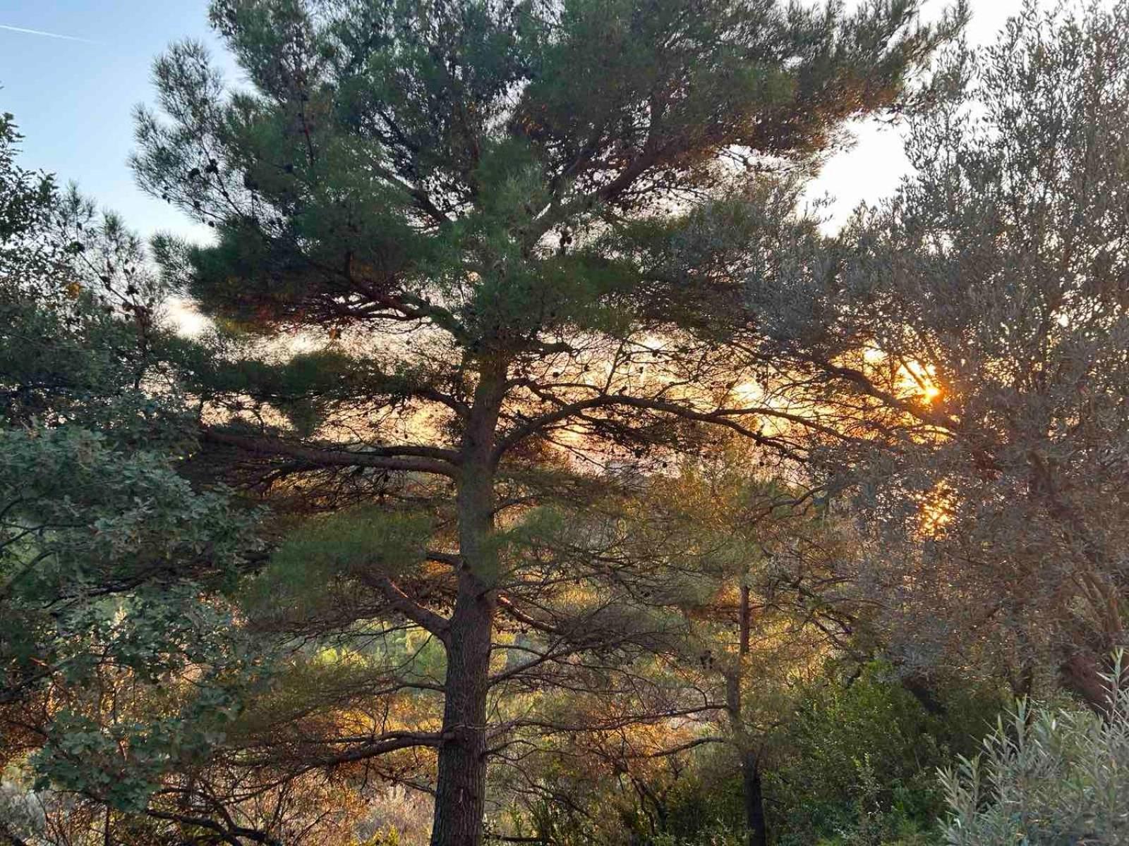 Apartmán Mongoose Herceg Novi Exteriér fotografie