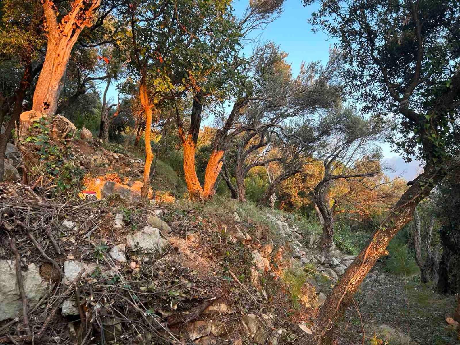 Apartmán Mongoose Herceg Novi Exteriér fotografie
